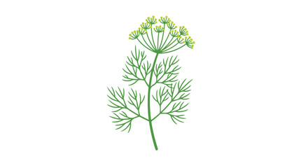 Botanical illustration of dill plant with delicate foliage and umbel flowers, isolated against a white background for culinary or herb related design