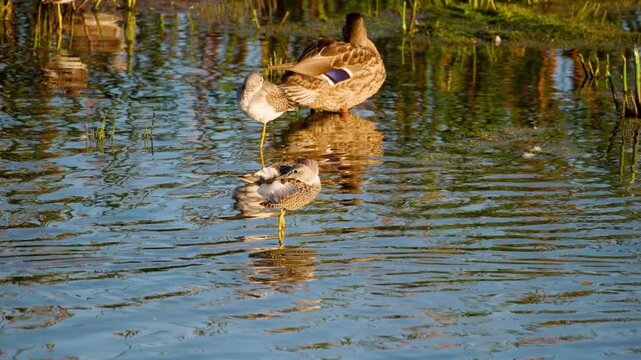 Slow Motion Video of Killdeer (Charadrius vociferus) in Alaska Wetlands
