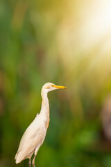 Graceful White Egret with Sunlight and Green Bokeh Background