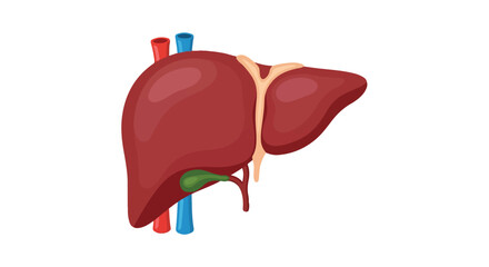 Stylized anatomical illustration showcasing the human liver and gallbladder anatomy for educational resources and medical diagram use