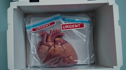Close-up of a human heart in a transparent bag marked urgent, highlighting the clinical setting and the importance of the medical procedure being depicted