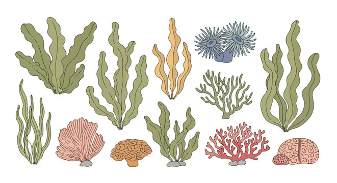 Hand-Drawn Aquatic Flora Assemblage with Seaweed, Coral, and Anemones: An Illustrative Marine Ecosystem Collection