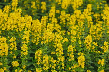 Vibrant yellow flowers blooming in a lush garden during sunny spring days
