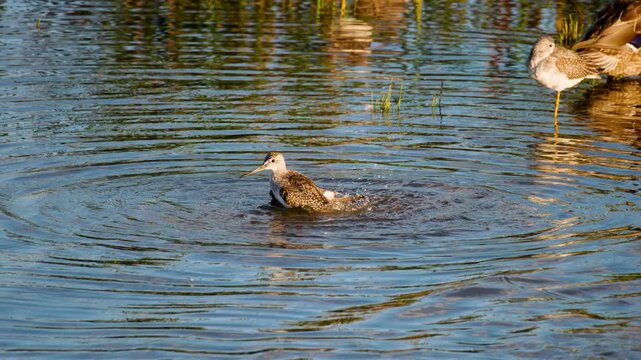 Slow Motion Shot Of Killdeer (Charadrius vociferus) Bathing in Wetland Habitat