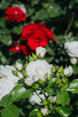 Roses in full bloom showcasing vibrant colors in a lush garden setting