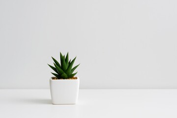 Fototapeta premium Minimalist small green succulent plant in white ceramic pot on white table and background with copy space, symbolizing growth and simplicity concept. Ai generative