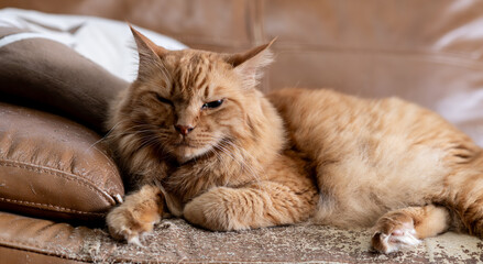 部屋の中でくつろぐ猫　茶トラ猫