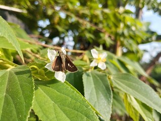 Skipper butterfly (Borbo cinnara) on flower in garden 