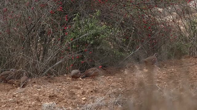 Grupo de perdices comiendo en campo agricola camuflados junto a arbusto de rosa mosqueta, Bocairent, Espa&ntilde;a