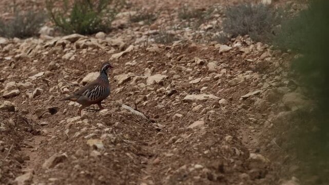 Perdiz corriendo en campo agricola para esconderse tras arbusto, Bocairent, Espa&ntilde;a
