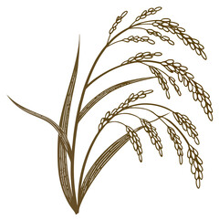 Brown Rice Stalk Illustration plant grain