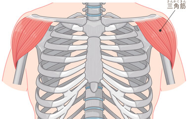 三角筋のイラスト Deltoids illustration
