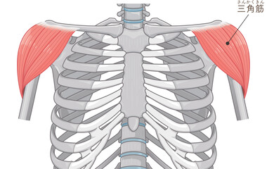 三角筋のイラスト Deltoids illustration