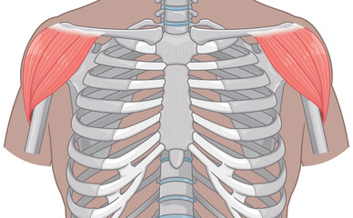 三角筋のイラスト Deltoids illustration