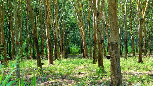 Rubber tree forest
