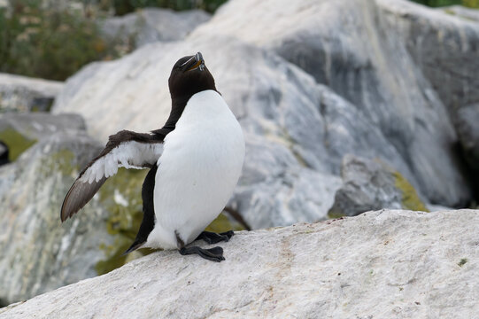 A Razorbilled Auk, Alca torda, on Machias Seal Island