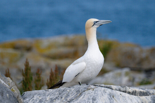 A Northern Gannet, Morus bassanus