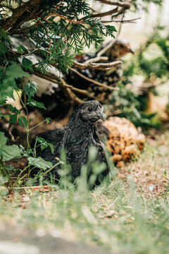 Black young chicken resting in green grass