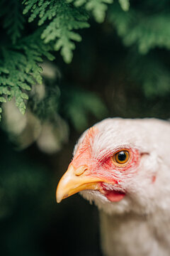 White chicken close up portrait looking right