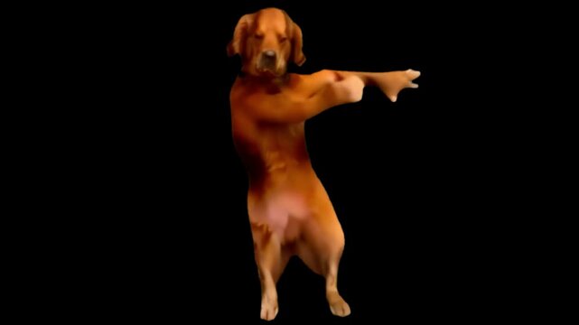 dog dancing animated video 4K animated video . animated in basic color .celebration of dancing animation video . animated icons .

