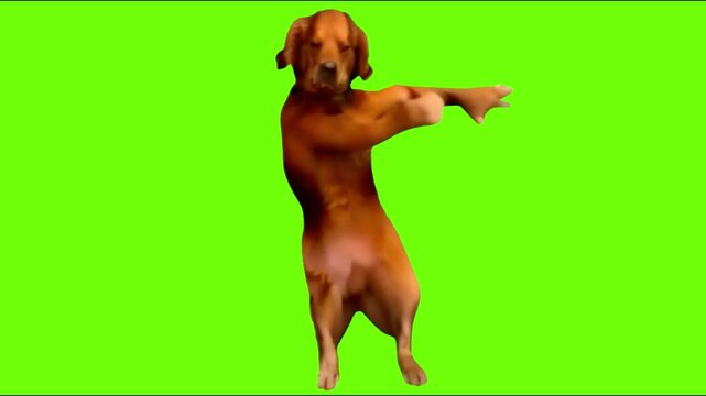 dog dancing animated video 4K animated video . animated in basic color .celebration of dancing animation video . animated icons .

