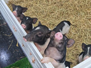 A black and white striped piglet is in a pet store.
