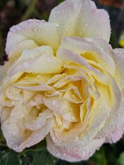 Yellow rose with fresh dew drops.
