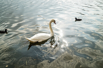 Swan swimming on calm lake surface in Kastoria, Greece. Soft light and reflections create peaceful atmosphere.