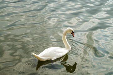 Swan swimming on calm lake surface in Kastoria, Greece. Soft light and reflections create peaceful atmosphere.