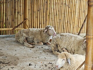 The sheep are living happily in the zoo.