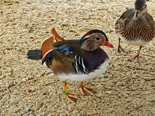 Mandarin duck duck bird with colorful plumage on the ground in the snow