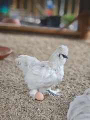 Silkie chickens live in a small zoo.