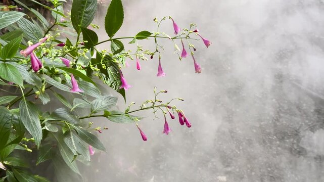 Strobilanthes cusia Flowers in Misty Subtropical Garden Scene