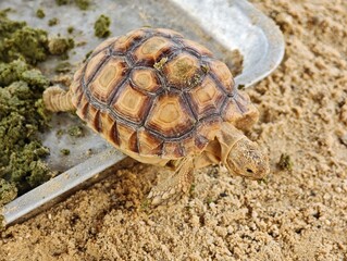 Sulcata Tortoise with a textured shell slowly crawls across the warm sand