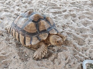 Sulcata Tortoise with a textured shell slowly crawls across the warm sand