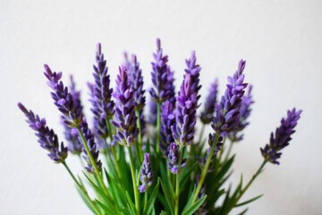 Naklejka premium Rustic lavender bunch on weathered wood table, soft natural light, Provence style. A tight knit bunch of fresh lavender flowers, stems tied with simple twine, resting on a distressed, rough hewn