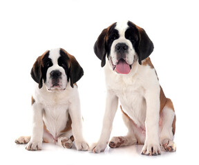 Fototapeta premium puppies saint bernard in studio