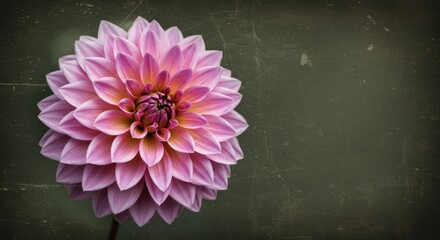Vintage Pink Dahlia Close-up