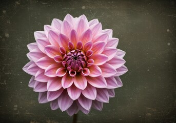 Vintage Pink Dahlia Close-up