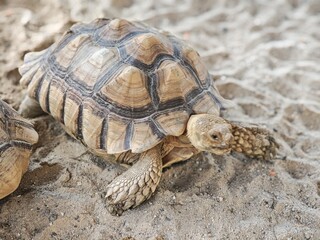 Sulcata Tortoise with a textured shell slowly crawls across the warm sand