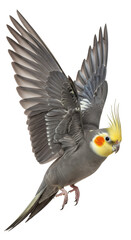 Fototapeta premium Cockatiel spreading wings with feathers slightly ruffled, transparent background
