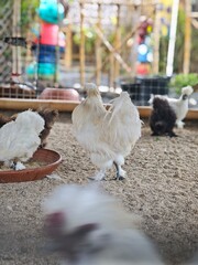 Silkie chickens live in a small zoo.