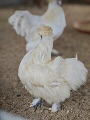 Silkie chickens live in a small zoo.