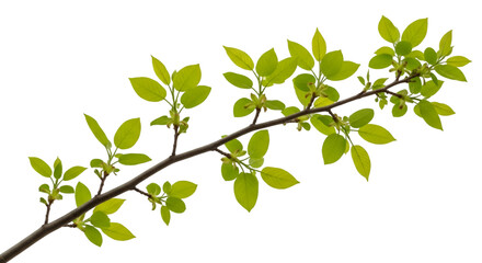 Obraz premium Fresh Green Leaves on a Branch Against Black Background