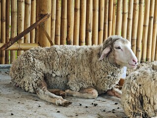 The sheep are living happily in the zoo.