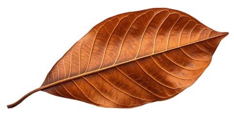 Detailed Brown Leaf with Intricate Veins on Isolated Black Background Macro Shot Close up Plant Anatomy