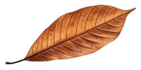 Detailed Close Up of a Dried Brown Leaf Veins and Texture on a Black Background Displaying Autumnal Beauty and Natural Decay