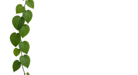 Green Heart-Shaped Leaves on a Vine Against Black