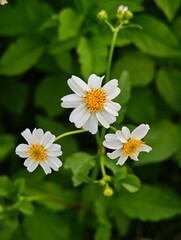 White daisy flowers bloom beautifully in the green summer garden meadow