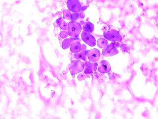 Fototapeta premium Microscopic view of purple-stained cells